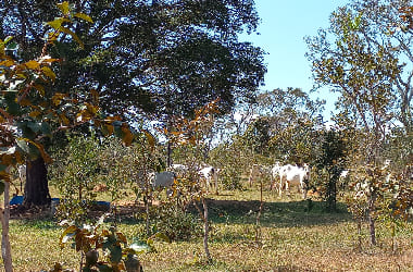 fazenda em caetanopolis