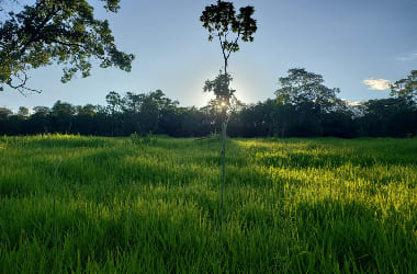 Fazenda em Felixlândia/MG.