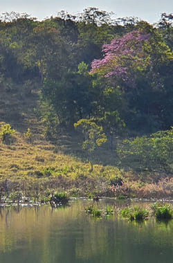 Fazenda em Felixlândia/MG.
