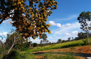Fazenda em Felixlândia/MG.