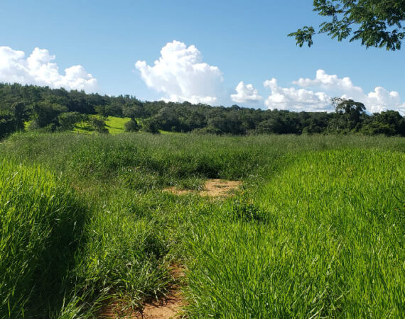 Fazenda em Felixlândia/MG.