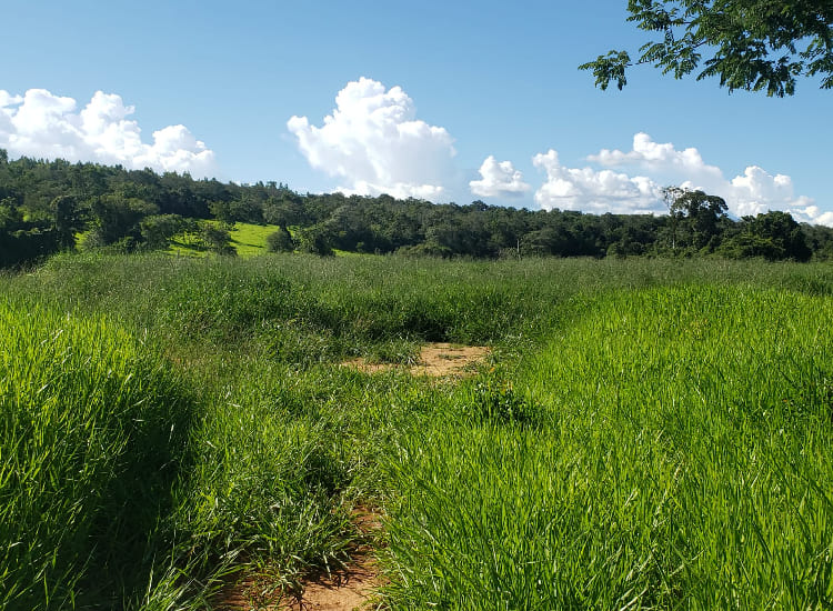 Fazenda de 82,72 hectares com abundância de água, solo de alta aptidão agrícola e excelente acesso pela BR-040, em Felixlândia/MG.